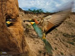 Tapeta National Geographic 582.jpg